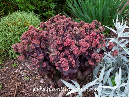 Sedum Night Embers
The silvery white foliage to the right is Artemisia Valeri Finnis. (end of August)